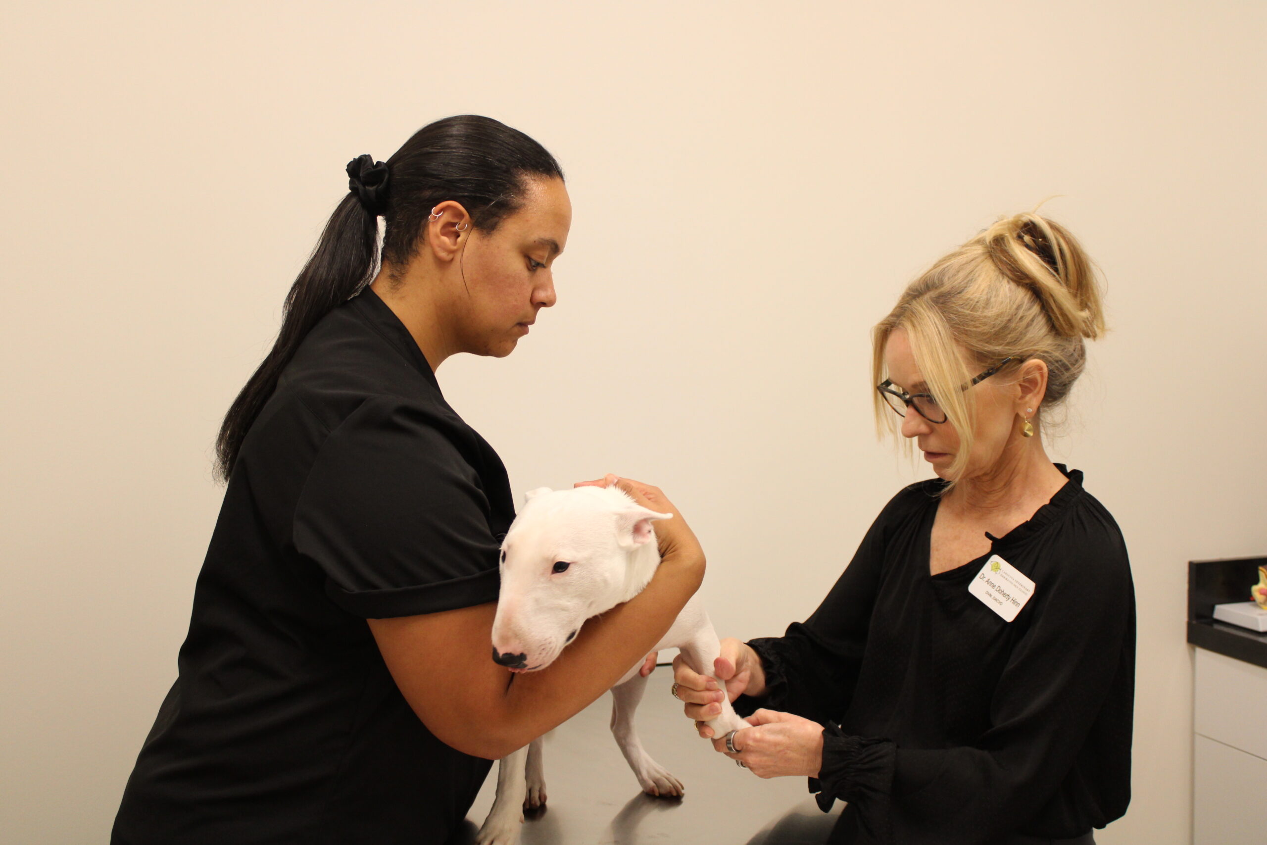 dog and cat laying together
